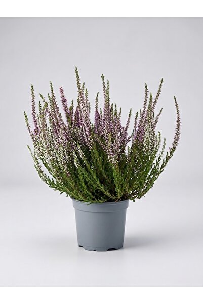 OEM Calluna vulgaris-17 cm