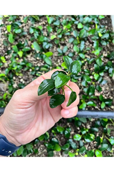 Genel Markalar Anubias barteri var. nana (petite) 5-7 yaprak