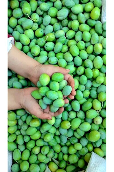 Has Şifa Deposu Gaziantep Kilis Usulü Ham Yeşil Zeytin 5 Kg