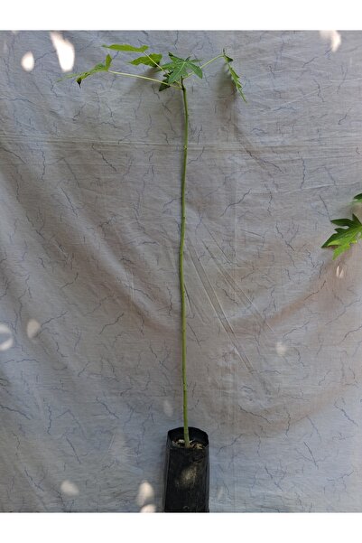 Papaya fidanı