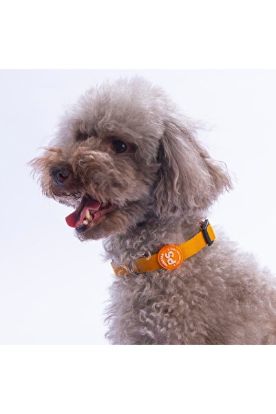 Pawstar Gold Köpek Boyun Tasması Ayarlanabilir Köpek Tasması