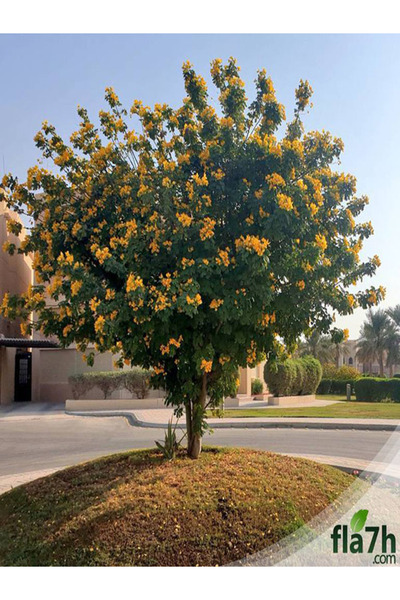 Generic Brand بذور كاسيا جلوكا ( 1 كيلو ) Senna surattensis