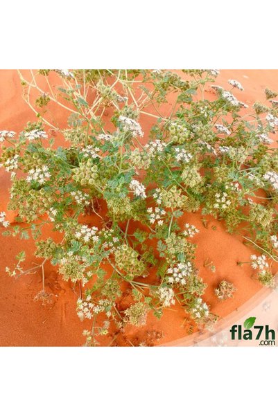 Generic Brand نبات البسباس البري - (1 كيلو) - anisosciadium lanatum