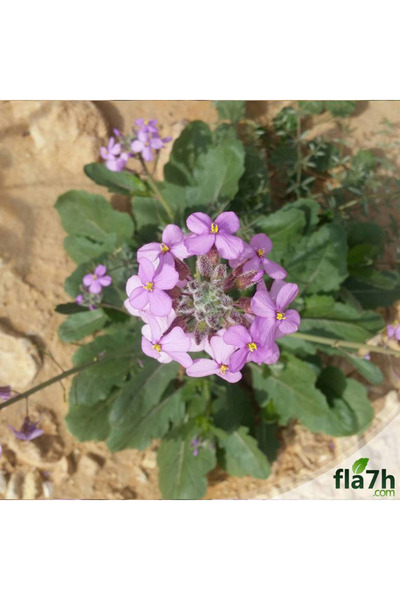 Generic Brand بذور اليهق ( 1 كيلو ) Diplotaxis acris