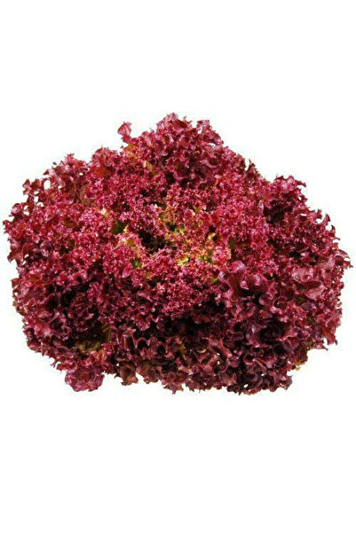 Geoponiki Μαρούλι Lollo Rossa 5 gr- Γεωπονική