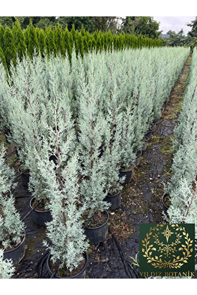 YILDIZ BOTANİK Aşılı Arizona Mavi Selvi Fidanı Kokulu Cupressus Arizonica 140-160 CM