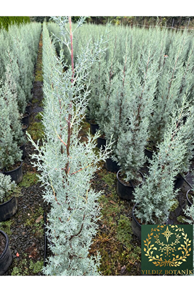 YILDIZ BOTANİK Aşılı Arizona Mavi Selvi Fidanı Kokulu Cupressus Arizonica 140-160 CM
