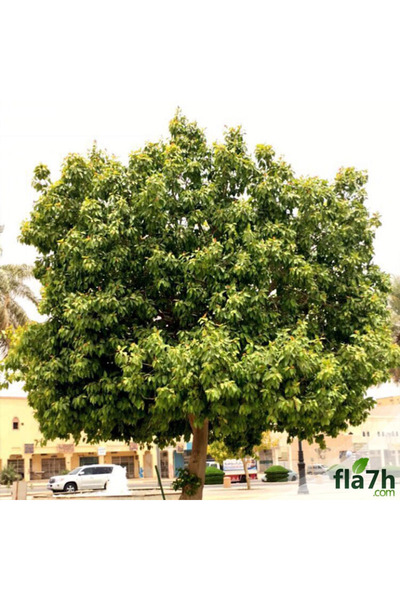 Generic Brand بذور فيكس لسان العصفور ( 1 كيلو )