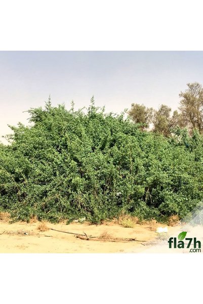 Generic Brand بذور شجرة الأراك ( 1 كيلو ) - Salvadora persica
