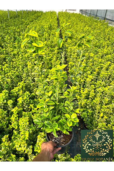 YILDIZ BOTANİK 4 Adet Altuni Gold Taflan Fidanı Çit Bitkisi 80-100 CM 1 Saksı...