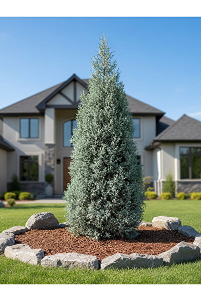YILDIZ BOTANİK Aşılı Arizona Mavi Selvi Fidanı Kokulu Cupressus Arizonica 140-160 CM