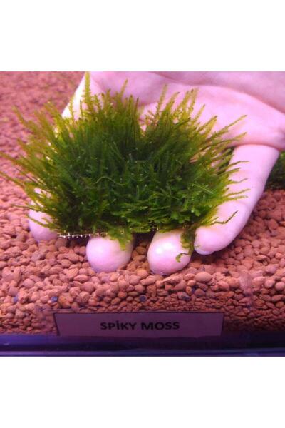 İthâl Bitki Spiky Moss Tele Sarılı 5x5Cm Yeni Sarım Canlı Bitki