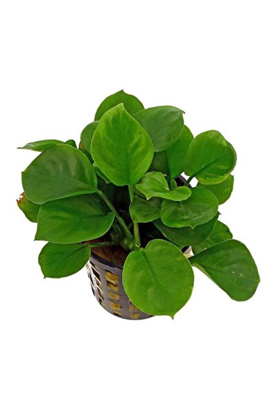 Genel Markalar Anubias Barteri Round Golden Coin 5-6 Yapraklı Canlı Bitki