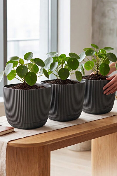 TEMMUZ HOME 3 Adet 4 No 4 Litre Kare Mercan Saksı Dekoratif Kaktüs Ve Çiçek S...