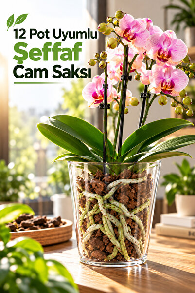 Plant Home Power Mix Cam Orkide Saksısı - 12 Pot Cam Orkide Saksısı - Cam Sak...