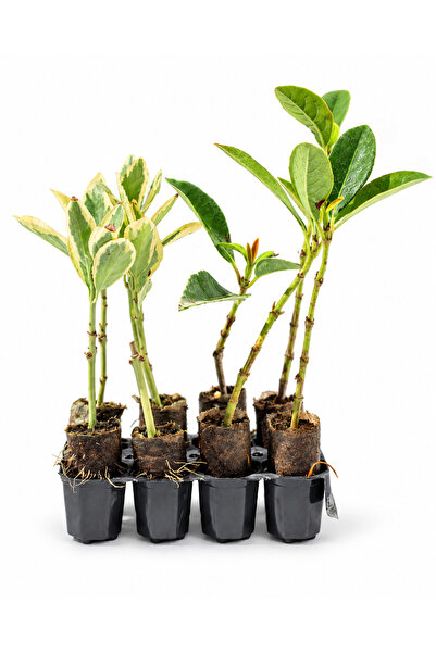 8 Adet Bravo Taflan ve İtal Kartopu Karışık Paper Pot – Dekoratif Bahçe ve Peyzaj Bitkisi