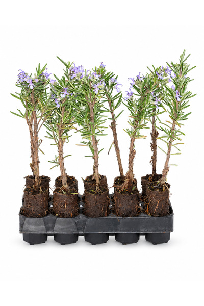 10 Adet Biberiye Paper Pot – Dekoratif Bahçe ve Peyzaj Bitkisi