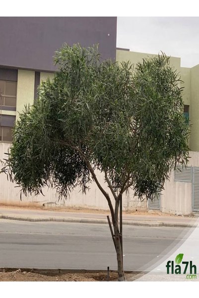 Generic Brand بذور الطلح الملحي ( 1 كيلو ) - Acacia ampliceps