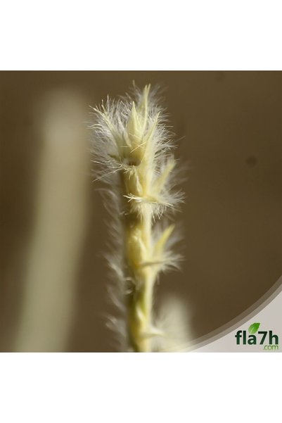 Generic Brand بذور عشبة الضعة ( 1 كيلو ) - Lasiurus scindicus