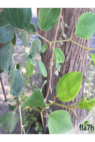 Generic Brand بذور السدر البلدي ( العبري ) ( النبق ) (بالكيلو) - Ziziphus spina-christi
