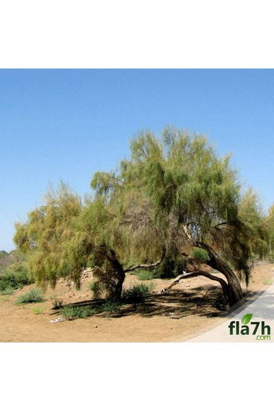 Generic Brand بذور الغضا ( 1 كيلو )- Haloxylon persicum