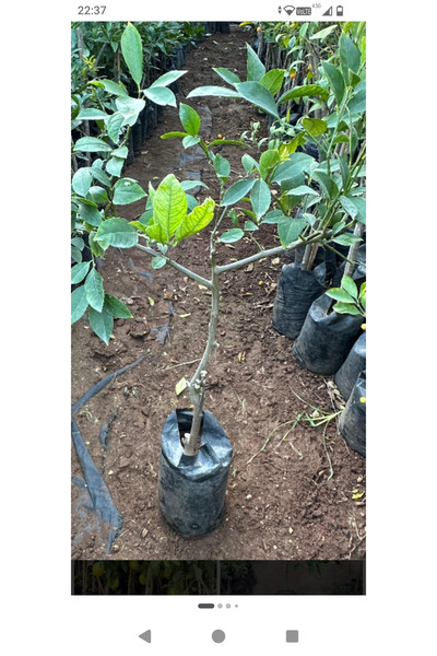 Aşılı 7 veren limon fidanı