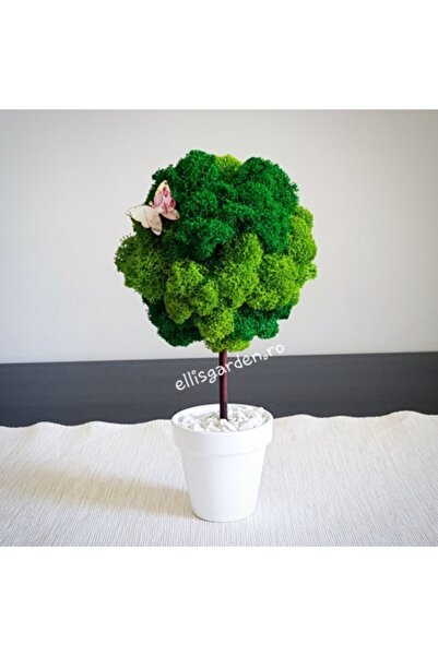 Ellis Garden Arbore decorativ cu lișești stabilizați H 18-20 cm