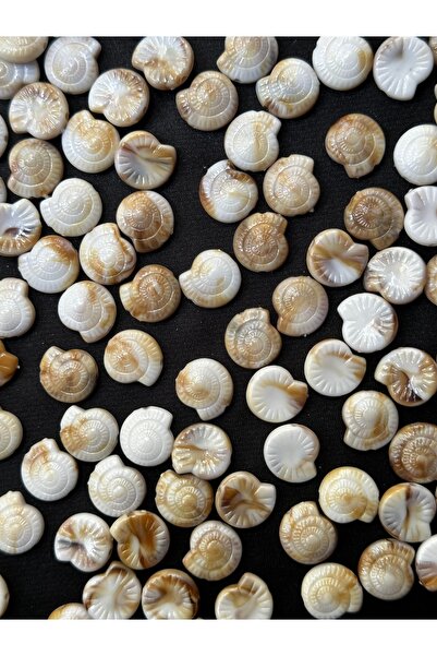 Bijumix Aksesuar 50 Adet 12 mm Deniz Kabuğu Salyangoz Formlu Krem Kahve Sedef...