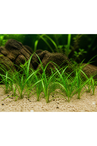 Moss Akvaryum Sagittarria Subulata Canlı Akvaryum Bitkisi 1 Bağ 2-3 Kök Kolay...