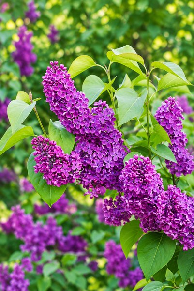 Vasada Mor Çiçekli Leylak Fidanı Syringa Vulgaris Saksılı 70-90 cm