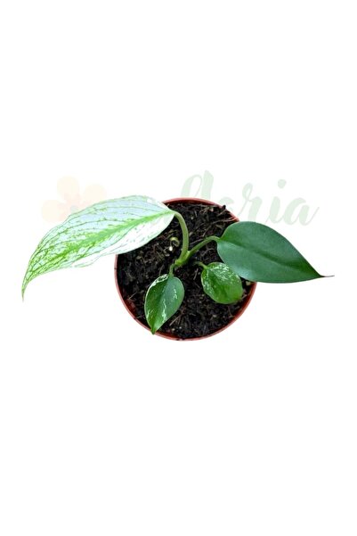 Eufloria Μονστέρα 'Διάβολος Τέρας' Ø8εκ.