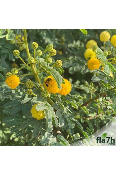 Generic Brand بذور السلم ( 1 كيلو ) - Acacia ehrenbergiana