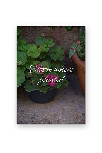 OEM Poster Carton 250g A4 Infloreste unde ai fost plantat, CitatMotivational,...