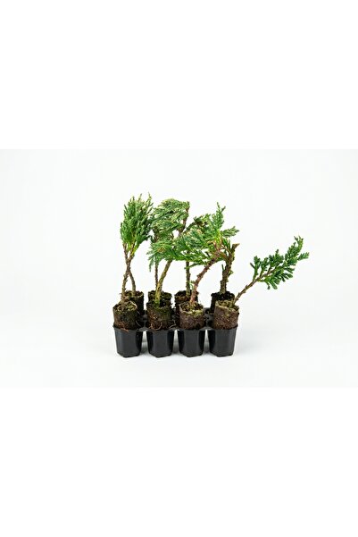 8 Adet Sürüngen Ardıç (Mavi) Paper Pot – Bahçe Peyzaj ve Çit Fidanı
