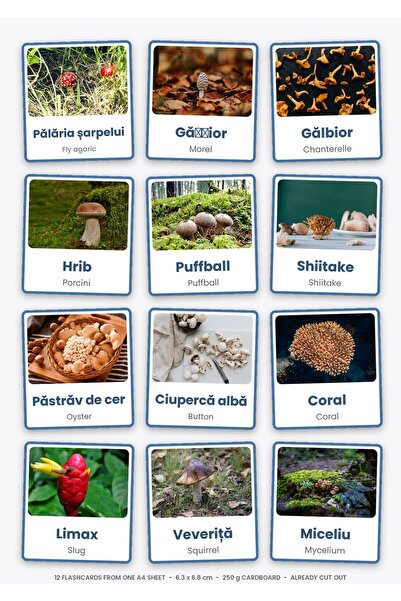 OEM Educational cards Mushrooms, English-Romanian, 12 cards, 250g cardboard, ...