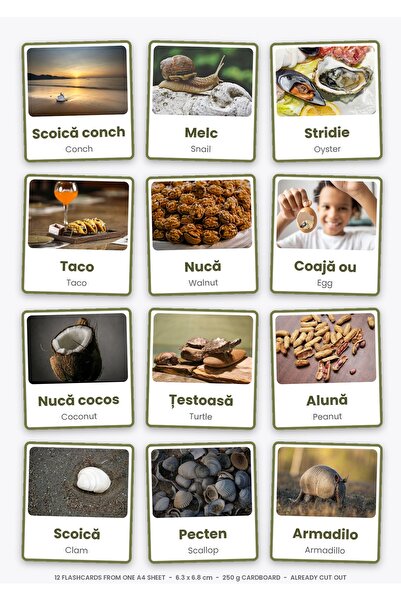 OEM Flashcards Educationale Scoici (Romana + Engleza), 12 Carduri Decupate, C...
