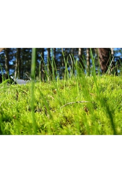 Grupa Inco Îngrășământ pentru gazon Granule minerale 5kg Plus Fruktovit