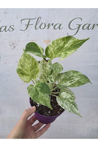 Atlas Flora Garden Epipremnum aureum 'Marble Queen