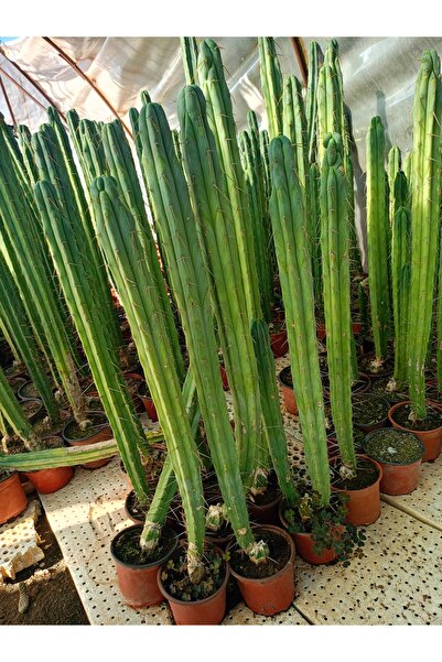 Makro Kaktüs Pedro kaktüsü (Echinopsis pachanoi