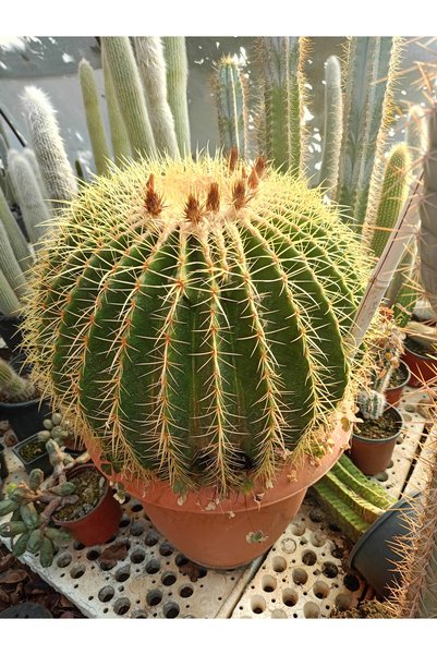 45 cm Çap Altın Fıçı Kaktüsü -Ekino kaktüs- echinocactus grusonii