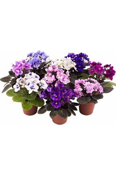 Çiçek Afrika Menekşesi 3 'lü (karışık Renk)