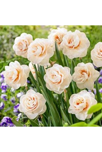 LOBELYA TOHUMCULUK 4 Adet Toz Pembe Renkli Katmerli Nergis Çiçeği Soğanı Kokulu