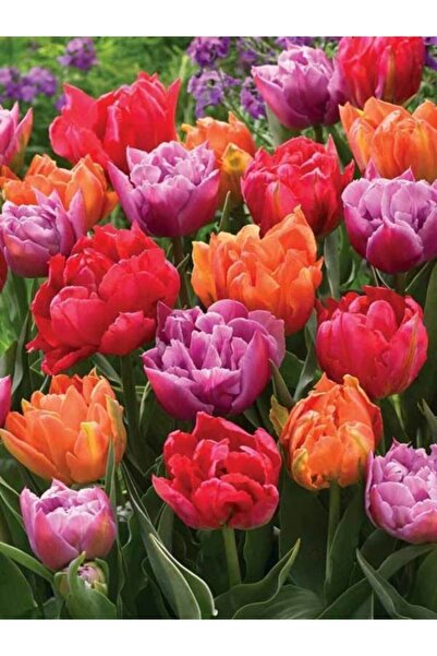 lilya tohum 5 Adet Karışık Renkli Büyük Çiçekli Kokulu Lale Soğanı