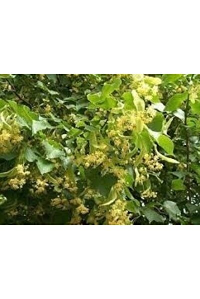 Genel Markalar Tüplü Ihlamur Ağacı Fidanı