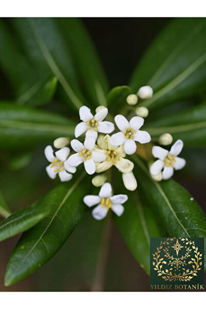 YILDIZ BOTANİK Bodur Pitos Yıldız Çalısı Bitkisi Pittosporum Tobira Nana Çiçeği 30-40 CM