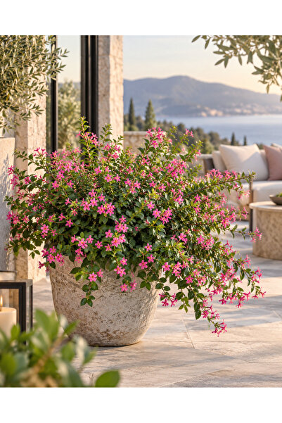 Küfeya Bitkisi - Küfeya Çalısı (Cuphea hyssopifolia) – Saksıda Canlı Bitki 35-40cm