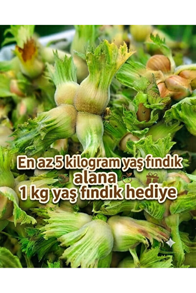 ASYA PAZARLAMA 1kg 1.kalite Taze Fındık, Yaş Fındık, Yeşil Fındık, Kabuklu Fı...