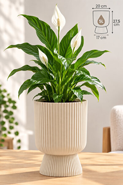 ToXA Ayaklı Deliksiz Saksı 20 cm (5 Litre) Dekoratif Plastik Çiçek Saksısı