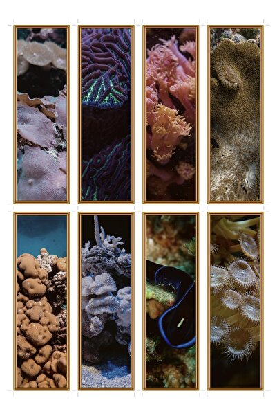 OEM Set of 8 Bookmarks, Coral Reef Macro Photography, Unique Design, Premium ...