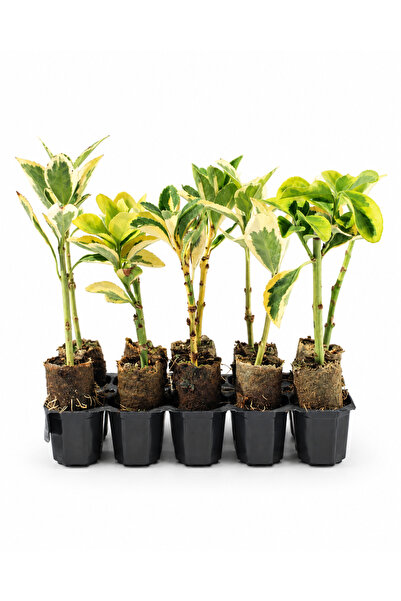 10 Adet Karışık Taflan Paper Pot – Baravo, Altuni ve Alacalı Taflan